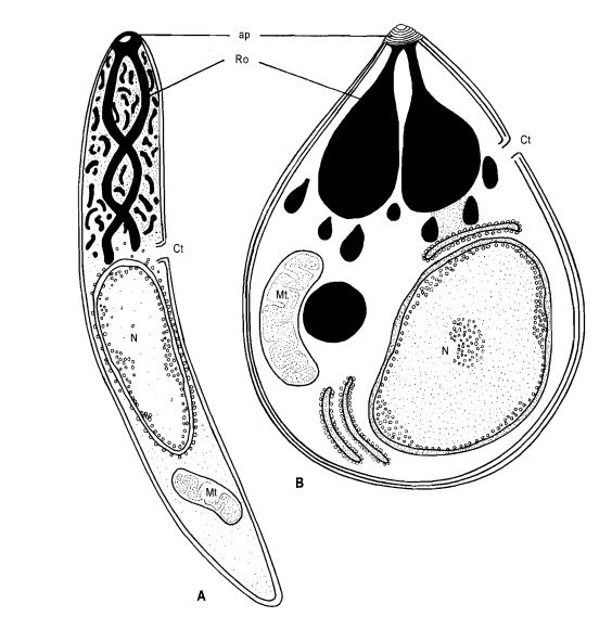 Malária Morfologia Formas Extracelulares Merozoíto - Semelhante ao esporozoíto, porém menor e mais arredondada; -Membrana externa tripla - Origem da