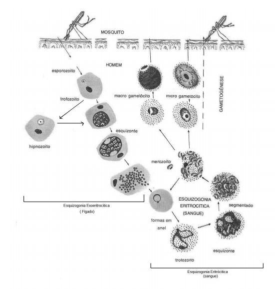 Ciclo Biológico Plasmodium vivax e