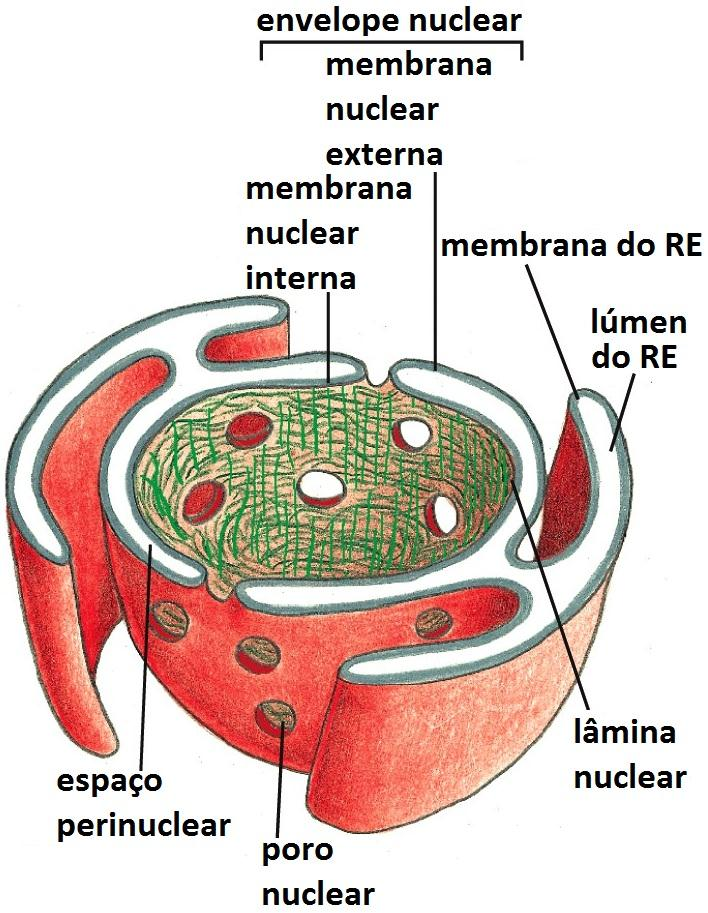1. Transporte pelos poros nucleares o O envelope nuclear é formado por 2 membranas concêntricas.