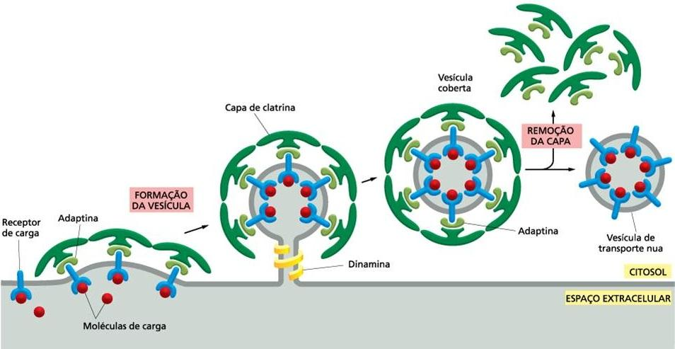 Vesículas revestidas por clatrina ou coatômero ou COP (coat proteins) Via secretória: brotam do Golgi Via endocítica: brotam da membrana plasmática Adaptinas capturam os receptores de carga Clatrinas