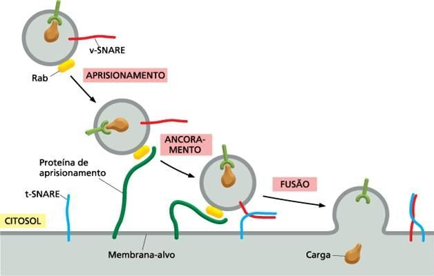 Proteínas Rab reconhecidas por receptores da