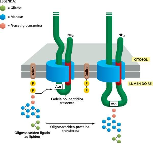 Glicosilação no RE 1. Adição de cadeias laterais de oligossacarídeos e asparaginas especiais do polipeptídio 2.