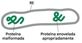 Controle de qualidade do RE As proteínas malformadas são transportadas para o citosol, onde serão degradadas No interior do RE as
