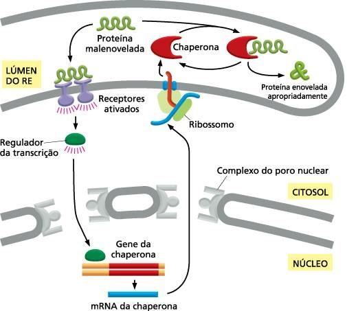 UPR (unfolded protein response) O aumento da síntese proteica sobrecarrega o RE e as proteínas mal enoveladas se acumulam no RE As proteínas mal enoveladas se ligam a receptores que