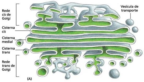 Modificação e distribuição das proteínas no Golgi Face de entrada: cis, adjacente ao RE Face de saída: trans, em direção à membrana plasmática Funções glicosilação das
