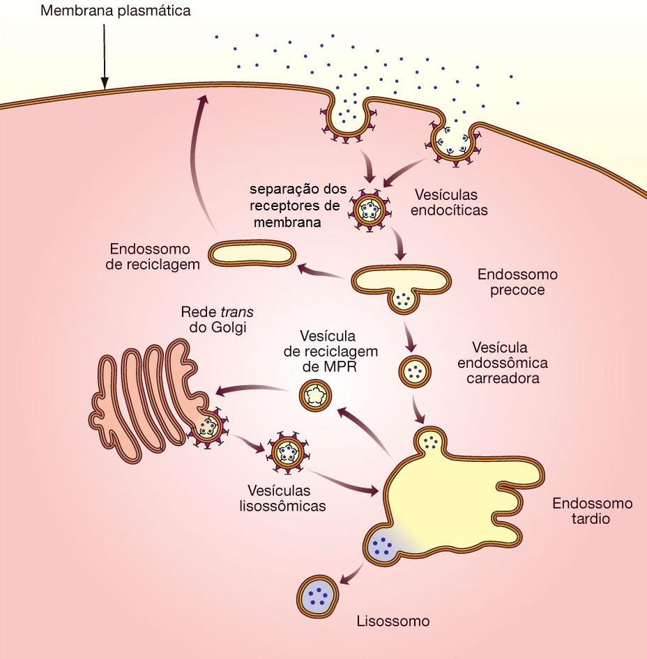 Vias endocíticas o Fagocitose: partículas grandes (> 250 nm de diâmetro), serve para a nutrição e