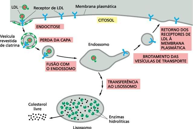 Pinocitose Endocitose mediada por receptor No sangue o colesterol é transportado pela