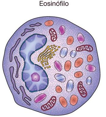 Polirribossomos sintetizam a proteína As cisternas segregam e o complexo de Golgi glicosila e ou concentra o material.