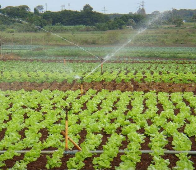 De acordo com Silva, Andrade e Stamford (2005) a água utilizada na irrigação das hortas é a principal fonte de contaminação de hortaliças. Segundo TESTEZLAF et al.