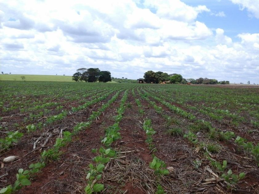 Na região Sudeste (Amambai, Caarapó, Dourados, e Aral Moreira) a variedade BMX Potência foi citada por 40% dos produtores como variedade a ser utilizada, sendo bem aceita pelos sojicultores.