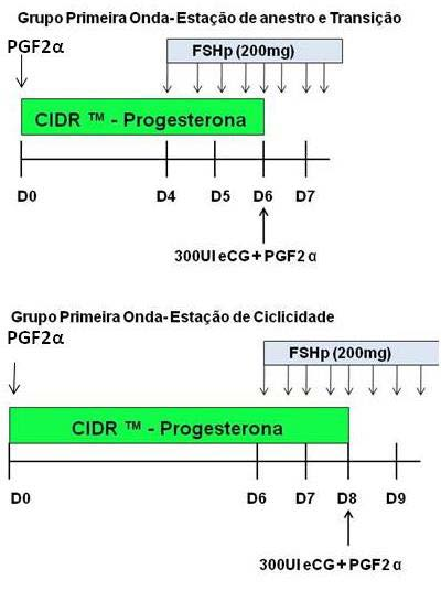 18 CIDR -Progesterona CIDR -Progesterona Figura 1 - Esquema dos
