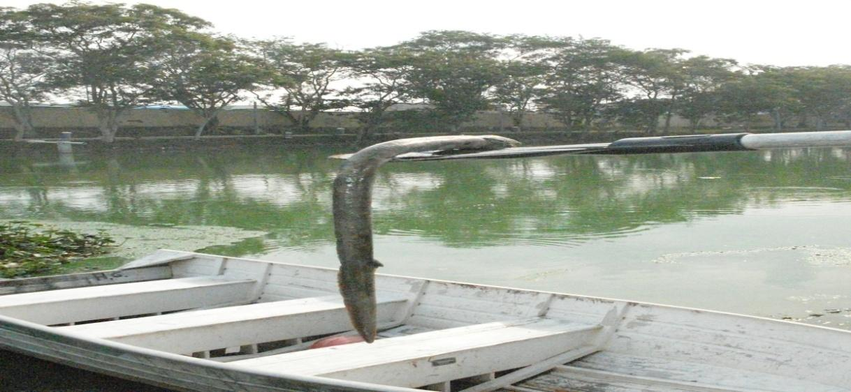 Figura 3 Desenvolvimento de plantas macrófitas flutuantes ou enraizadas na lagoa.