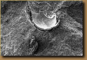 Reação álcali-agregado Microscopia Eletrônica de Varredura Poro com Gel