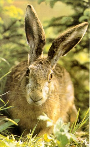 A Fauna do Ecossistema de Montado O Alentejo é uma zona do nosso país onde a fauna é rica e variada.