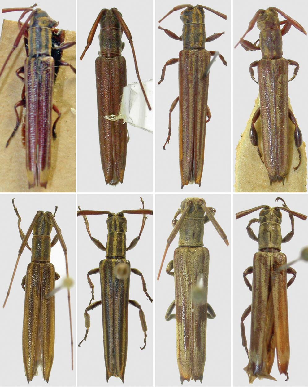 Gênero Hippopsis (Coleoptera, Cerambycidae, Lamiinae): chave para as espécies, sinonímia e descrição 479 9 10 11 12 13 14 15 16 Figs. 9-16.