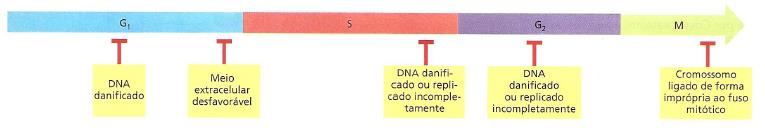 Visão geral do Ciclo celular Pontos de