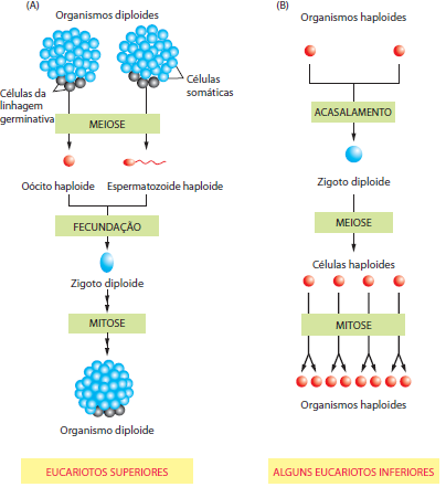 REPRODUÇÃO SEXUADA Em eucariotos
