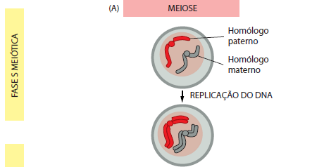 MEIOSE Meiose significa redução ou diminuição Os