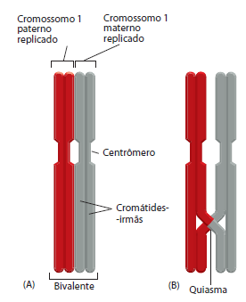 PRÓFASE I Os cromossomos