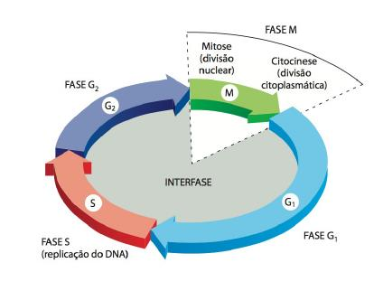 Visão geral do Ciclo celular O