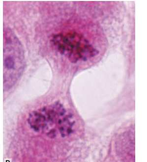 Anáfase os cromossomos se localizam nos pólos celulares