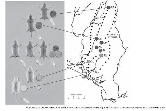 18- Os ratos Peromyscus polionotus encontram-se distribuídos em ampla região na América do Norte.