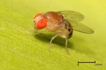 Drosophilae ( mosca-da-fruta ) geneticamente alterada passa muito