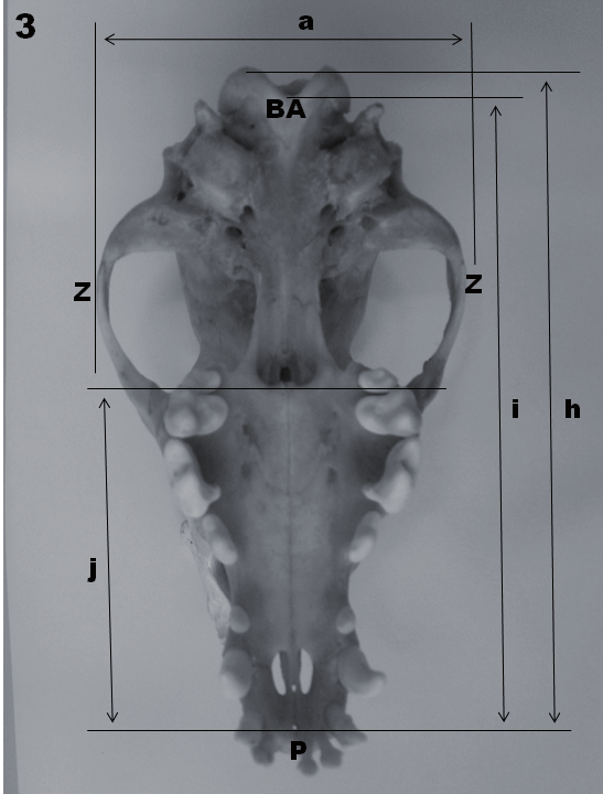 7 Figura 2 - Pontos antropométricos e mensurações em crânios mesaticéfalos de cães sem raça definida (vista lateral): I (ínio), N (násio), P (próstio), BA (básio), b (comprimento do crânio), c