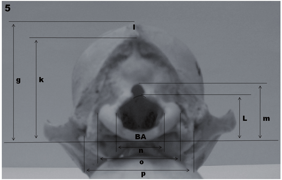 8 Figura 4 - Ponto antropométrico e mensurações em mandíbula de crânios mesaticéfalos de cães sem raça definida (vista lateral): PO (pogônio) e q (comprimento da mandíbula) comprimento condilobasal: