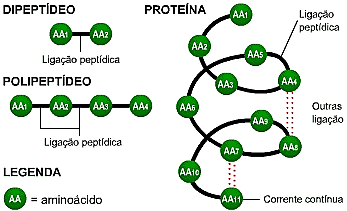 Proteínas Os 20 tipos de aminoácidos que se combinam para formar as proteínas.