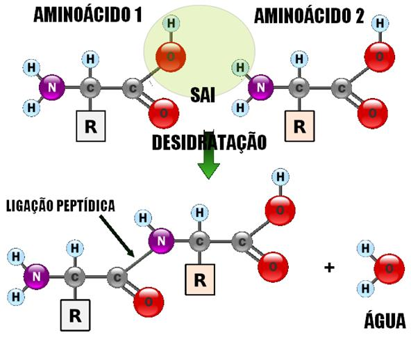 Proteínas Os aminoácidos são unidos entre si pelas ligações peptídicas.