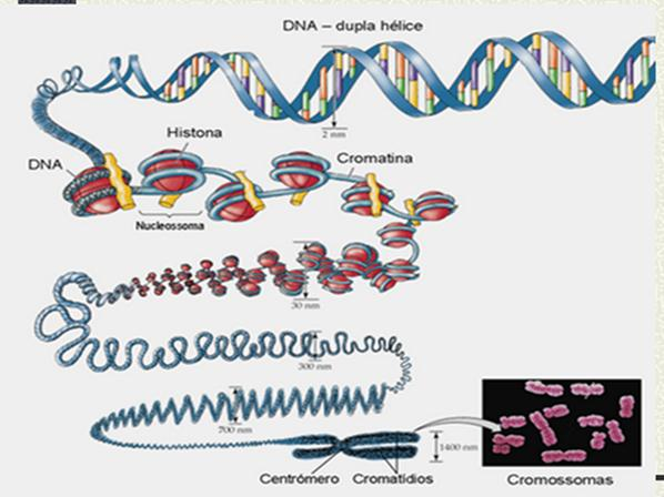 DEFINIÇÕES GENES: Pedaços de DNA síntese de determinada proteína. LOCUS GÊNICO: É o local ocupado pelo gene no cromossomo.