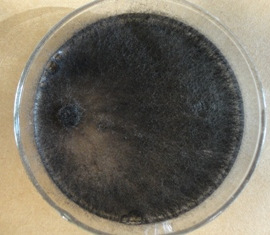 C. C. Sntos et l., Scienti Plen 8, 047309 (2012) 4 cpcidde vriável de iniir o crescimento micelil e produção de escleródios de Sclerotini rolfsii em feijão e cupi.