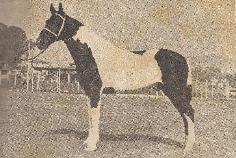Sincero era um cavalo médio, forte, refinado e de beleza ímpar. Nunca o montei, mas sempre ouvia que era ótimo de sela.