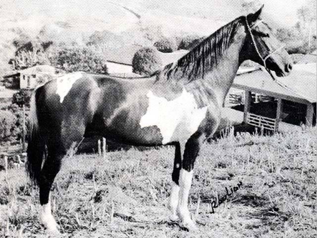 Palhaço de Ituverava (Omelete JB) Outro importante cavalo pampa passou pelo Sul de Minas e se