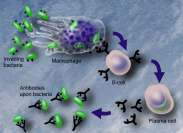Imunologia Defeitos de células T CD4+; N/ CD8+ Defeitos