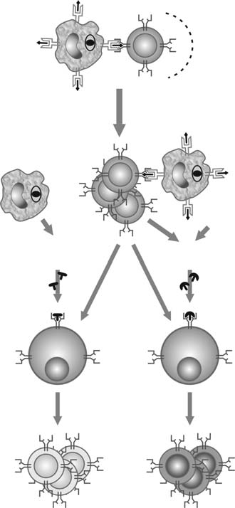Um subtipo de linfócitos T helper denominado Th-3 foi também descrito. A principal citocina produzida por Th-3 é o TGF-β (do inglês T Cell Growth Factor Beta).