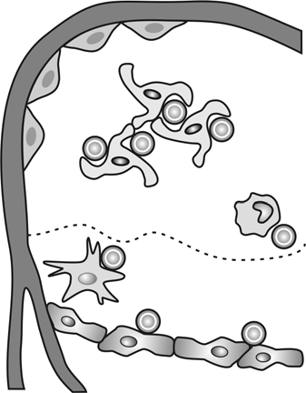 Imunologia Ontogenia e maturação de células B e T O microambiente tímico Fibroblastos Fibroblastos Epitélio cortical Timócitos Macrófagos Células dendríticas Epitélio medular Figura 12.