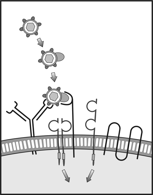 Imunologia Ativação de linfócitos T a Célula apresentadora de antígeno B7-1/B7-2 CD3 MHC TCR Célula T P P P P P ZAP-70 CD28 Segundo sinal Primeiro sinal b Micróbio C3d CR2