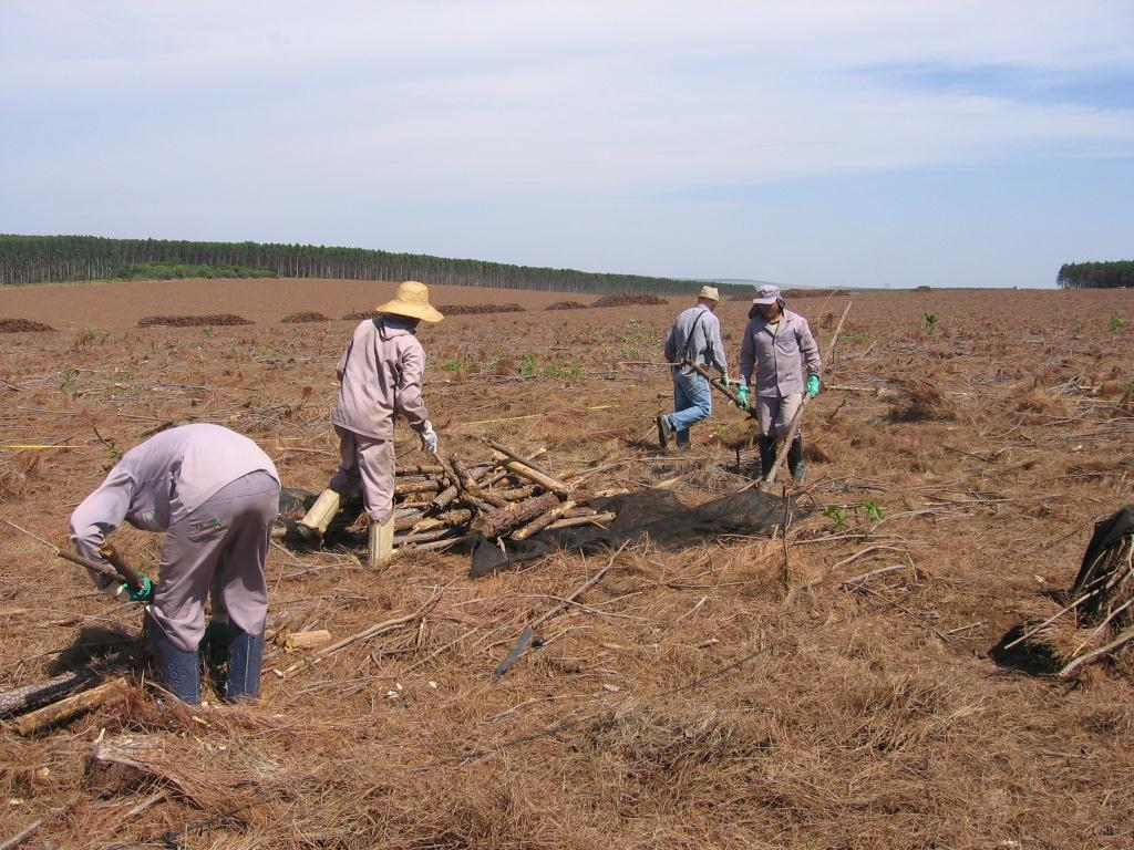 Coleta de resíduos lenhosos de pinus.