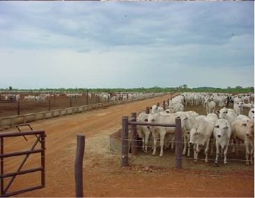 TERMINAÇÃO Sistemas de produção de carne no Brasil Sistema de 2010 (x 1000) 2010 (%) produção Confinamento 3.047 7,39 Semiconfinamento Pastagens inverno 2.583 6,27 822 1,99 Pastagem sem 34.