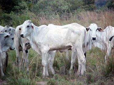 Novilhas precoces antes do abate. Terneira Bolita antes do abate.