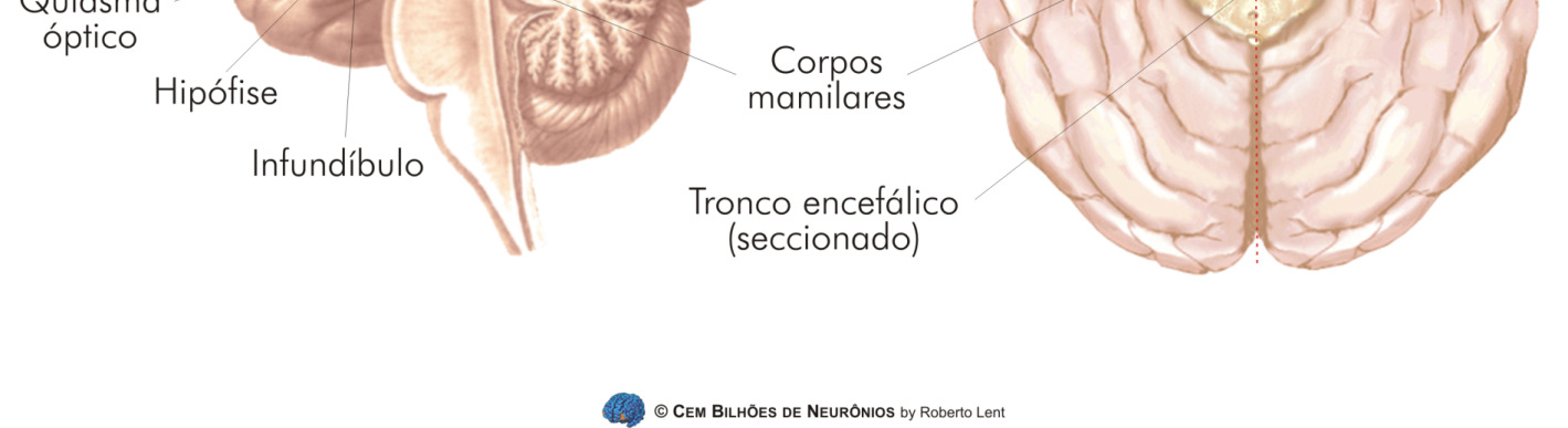 MOTIVAÇÕES, AJUSTES CORPORAIS E COMPORTAMENTOS MOTIVADOS FOME SEDE CALOR/FRIO?