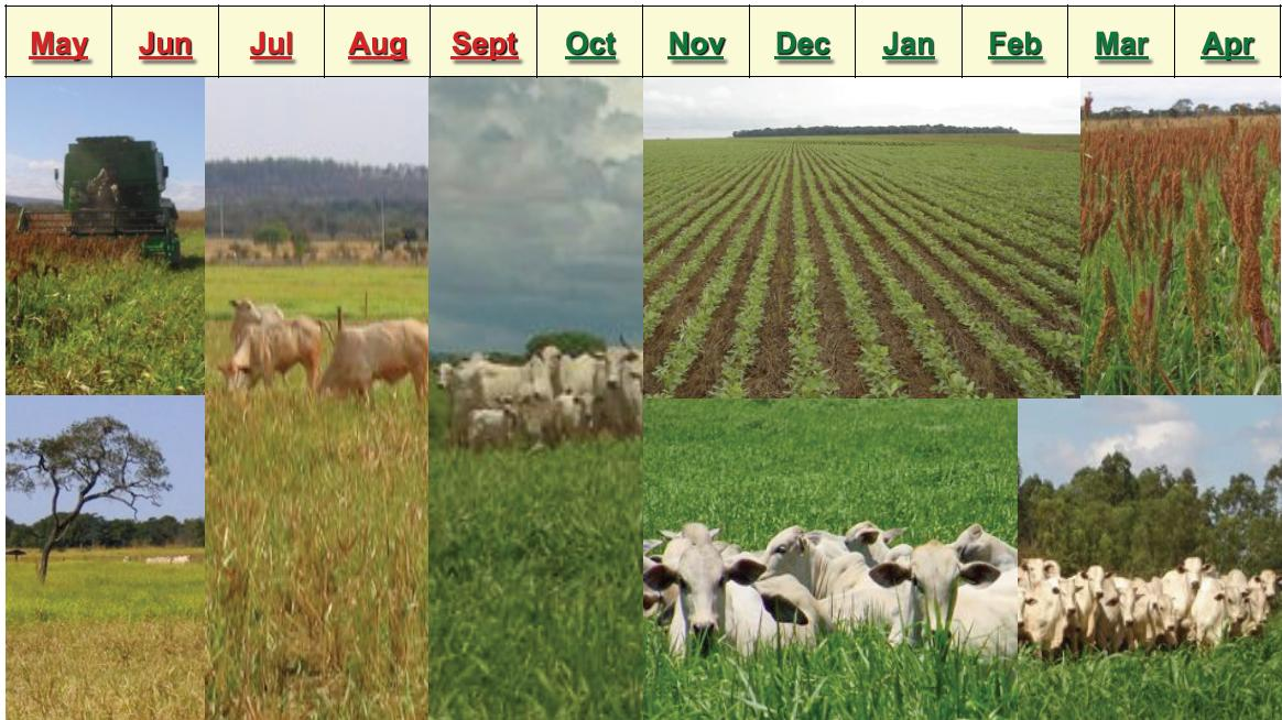 A Agricultura Brasileira na Economia Verde Sistema de Integração Lavoura-Pecuária Pastagens bem manejadas são mais eficientes