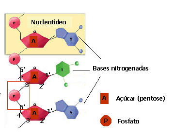 3. Ácidos Nucléicos ácidos nucléicos