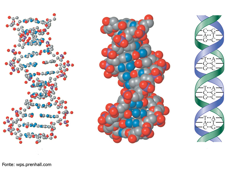 ácidos nucléicos DNA