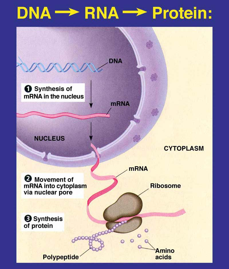 Proteína nucleotídeos Relação com proteínas Síntese de mrna no núcleo Movimento do