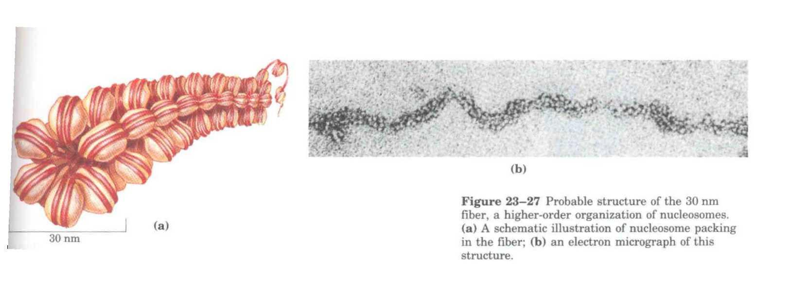 Compactação dos nucleossomos Microscopia eletrônica da estrutura Representação esquemática do DNA cromossomico preso a