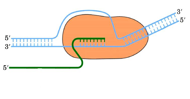 A ESTRUTURA DO GENE Região promotora RNA