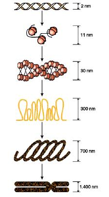 Junqueira e Carneiro, 2004 DNA Cromatina descondensada